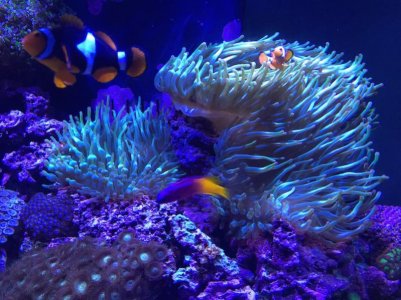 Corals.jpg