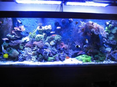 IMG_0667_zps33003abe.jpg