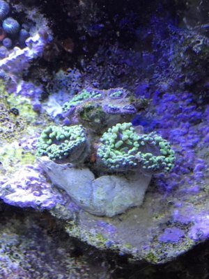 Hammer_8x8.jpg
