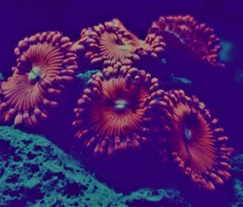 zoa.jpg