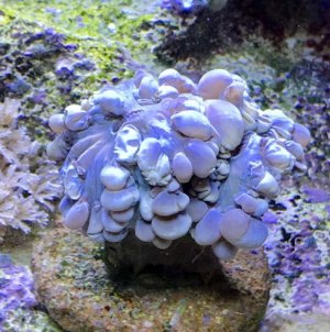 Bubble_8x8.jpg