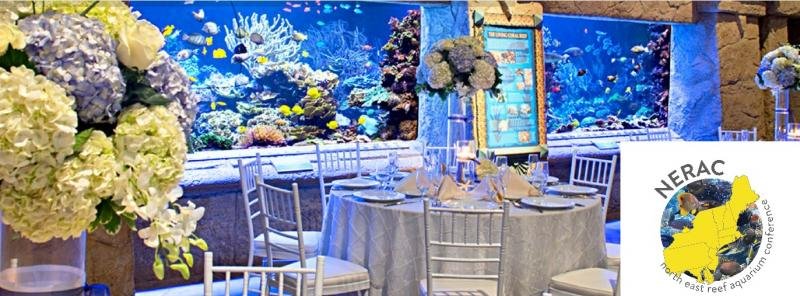 Banquet_Reef02.jpg