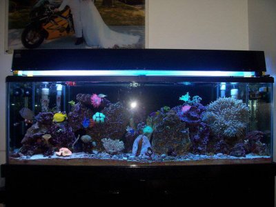 Reef tank.jpg