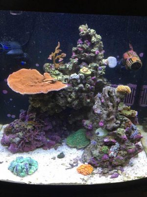 reef tank.jpg