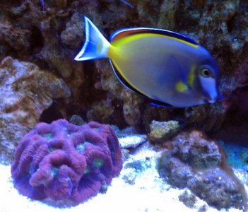 Mr. Ed and Favia Coral.jpg