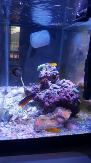 reef3.jpg