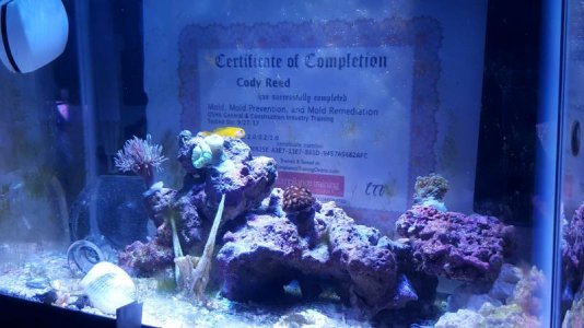 reef4.jpg