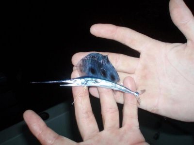 mini sword fish.jpg