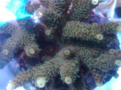 IMG01104-20100503-1624.jpg