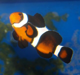 clown fish.jpg