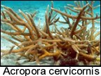 Acropora cervicornis.jpg