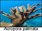 Acropora palmata.jpg