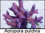 Acropora pulchra.jpg