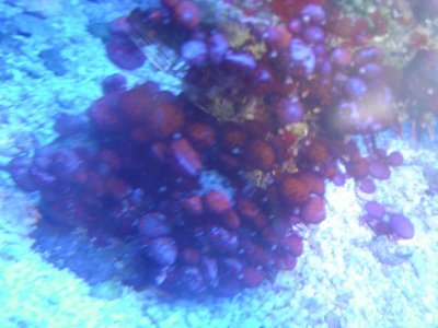 corals 4-10 017.jpg
