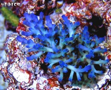 icefireechinata.jpg