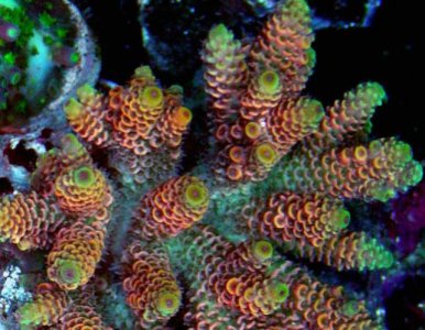 SunsetMillepora.jpg