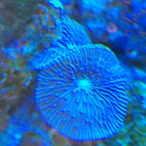 mystry coral.jpg