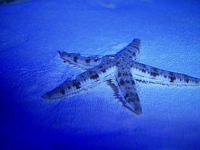 starfish original.jpg