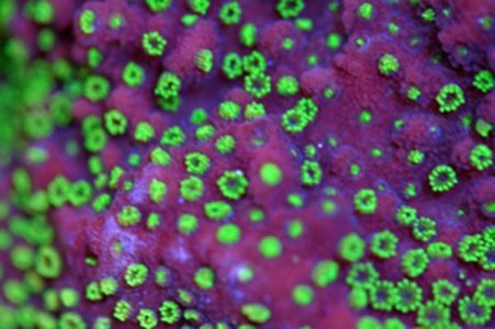 Purple Shamrock Montipora (600x400).jpg