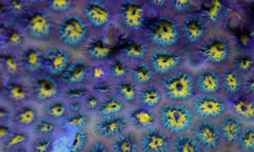 Fun House Cyphlastrea (600).jpg