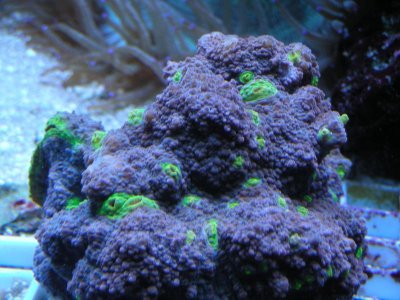 fishtank pictures 087.jpg