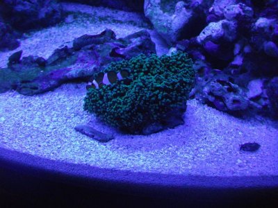 photo aquarium 024.jpg