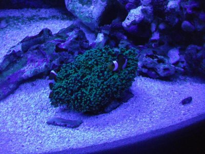 photo aquarium 025.jpg