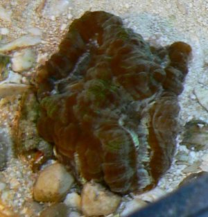 symphillia wilsoni.jpg