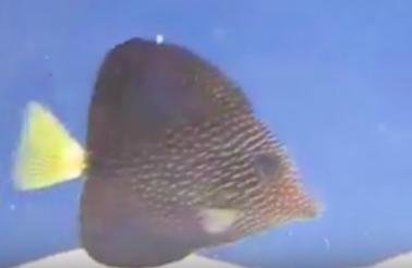 Screen Shot 2017-10-11 at 8.55.11 PM.jpg