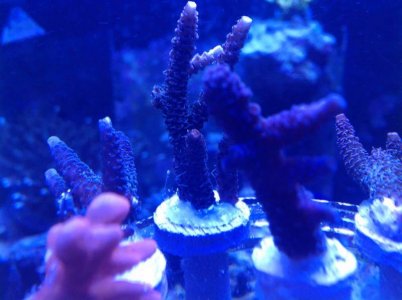 IMG_3217.jpg IMG_3217.jpg