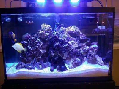 Live rock N sand.jpg