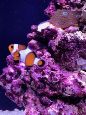 Clownfish 2.jpg