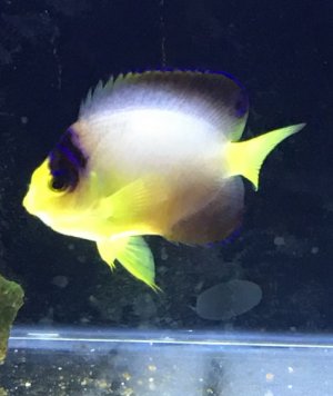 My Multicolor Angelfish.jpg