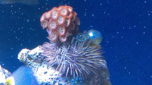 Urchin1.jpg