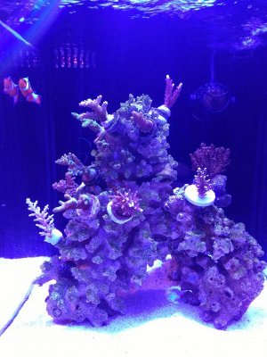 IMG_20171211_153336.jpg