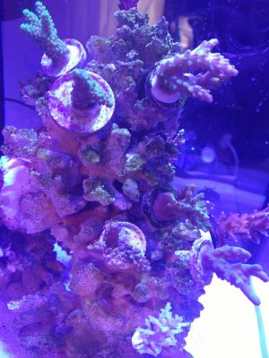 IMG_20171211_155313.jpg