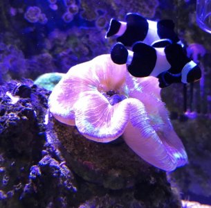 Screen Shot 2017-12-12 at 9.33.26 AM.jpg