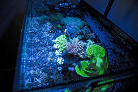 Fishtank_120317_Med_Res (8).jpg