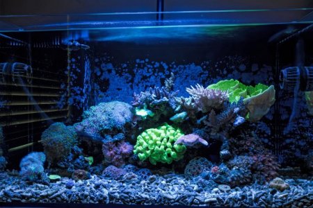 Fishtank_120317_Med_Res (1).jpg