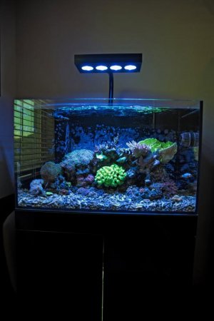 Fishtank_120317_Med_Res (7).jpg