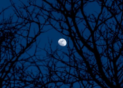 tree-moon.jpg