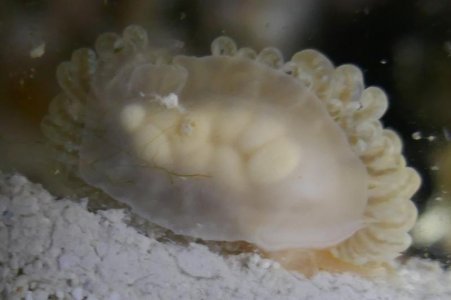 Nudibranch.jpg