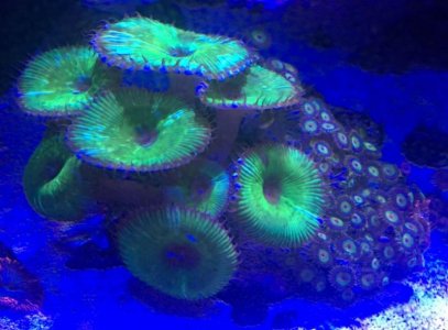 zoa.jpg