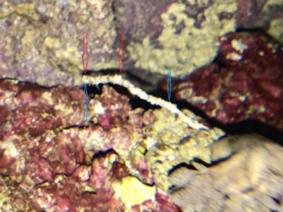 Worm Tunnel 2017-12-15.jpg