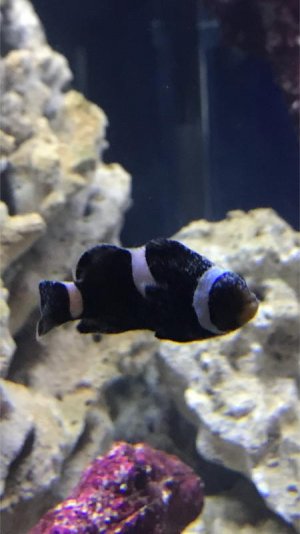clown .jpg