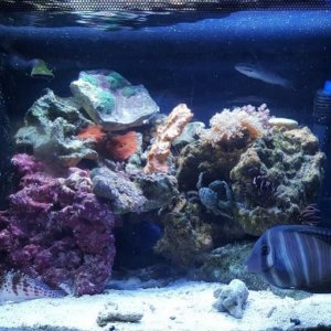 Aquarium with Sailfin in front.jpg