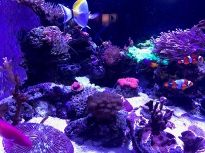 filefish.jpg
