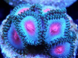 miami vice zoa.jpg