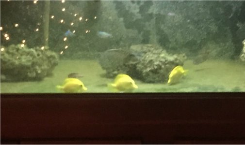 12-18-17 yellow tang trio 1.jpg