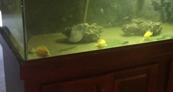 12-18-17 yellow tang trio 2.jpg